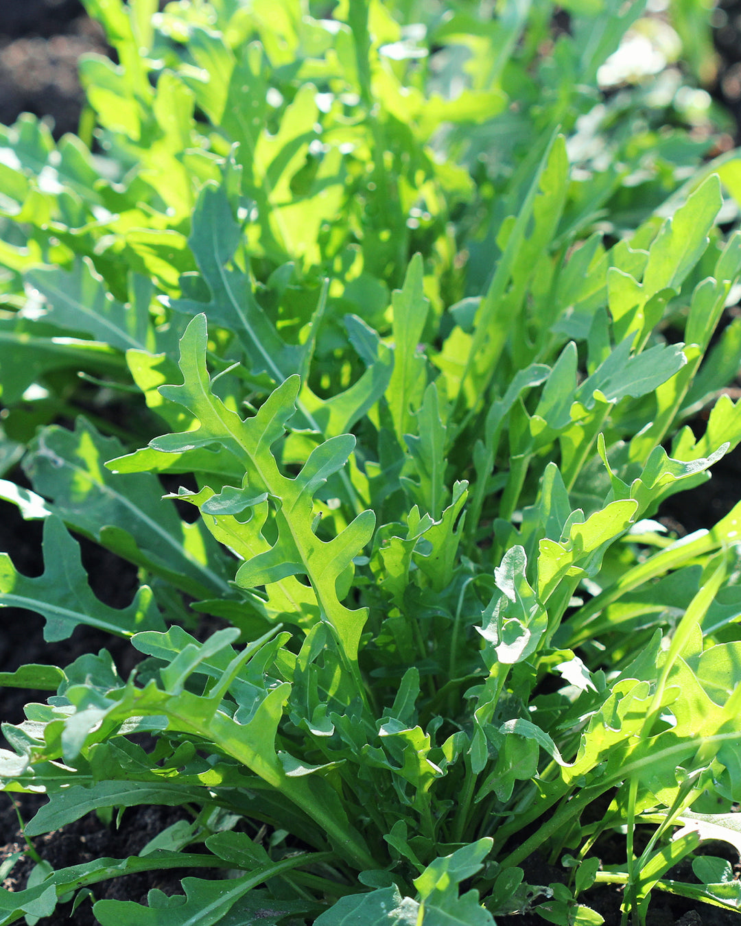 Salat Wilde Rauke im Beet aus der Gartenzauber-Saatgutserie