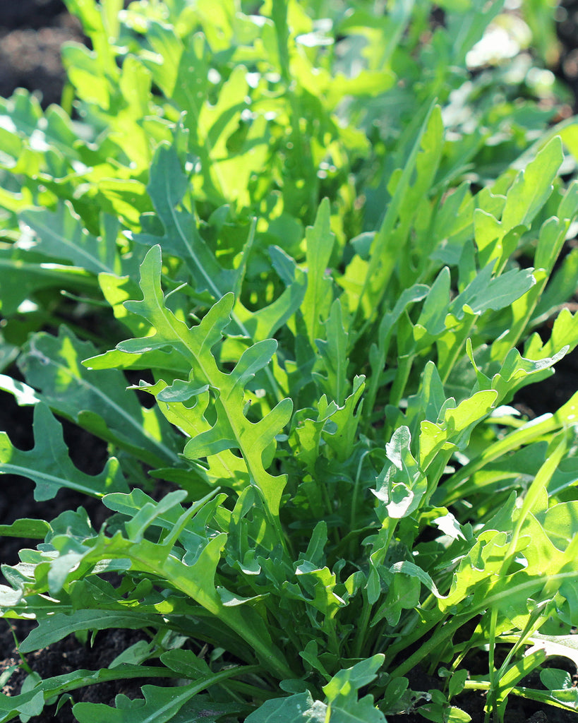 Salat Wilde Rauke im Beet aus der Gartenzauber-Saatgutserie