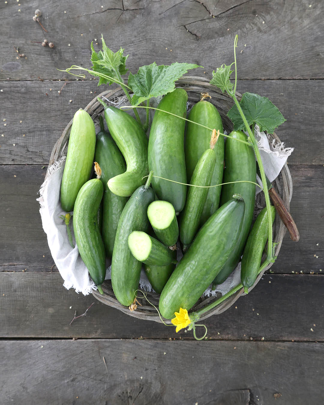 Gurke · Salatgurke · 'La Diva' · BIO · Cucumis sativa · Saatgut von Gartenzauber