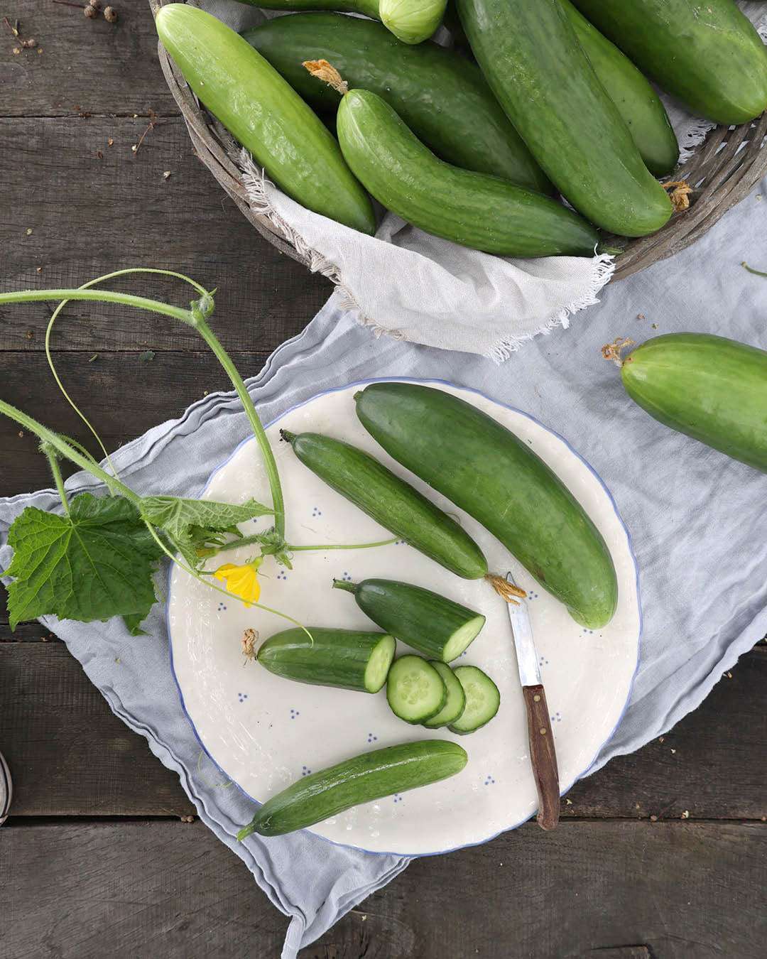 Gurke · Salatgurke · 'La Diva' · BIO · Cucumis sativa · Saatgut von Gartenzauber