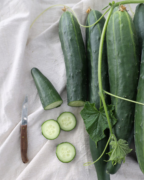 Salatgurke 'Tanja' Saatgut online kaufen