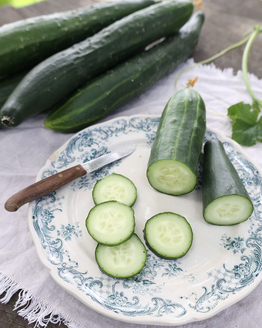 Gurke · Salatgurke · 'Tanja' · BIO · Cucumis sativa · Saatgut von Gartenzauber