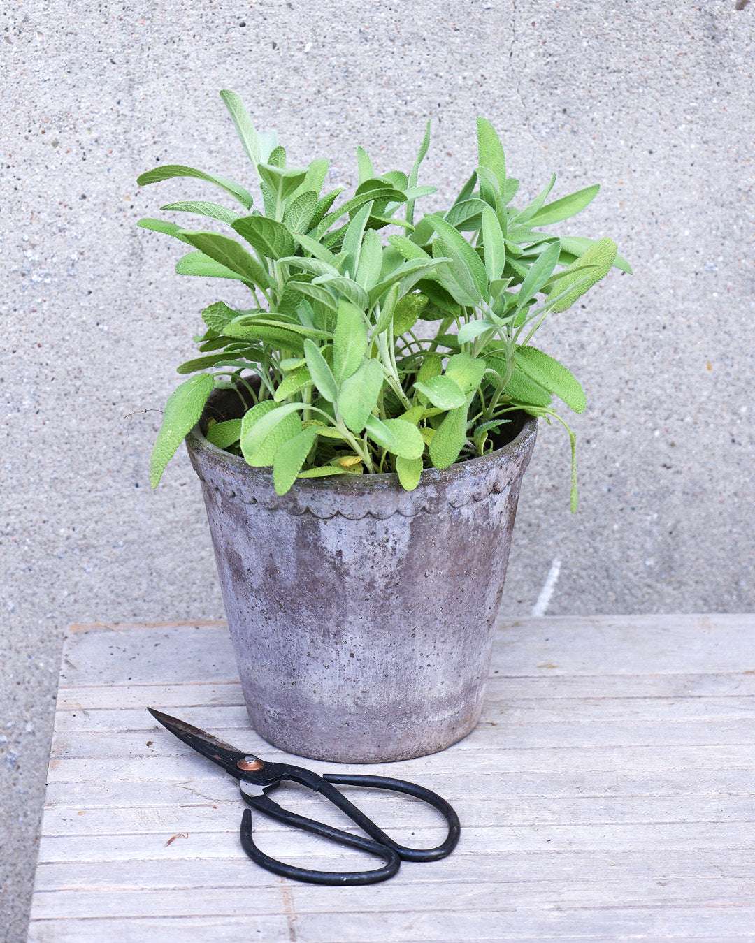 Salbeiflanze in grauem Tontopf mit Gartenschere von Gartenzauber