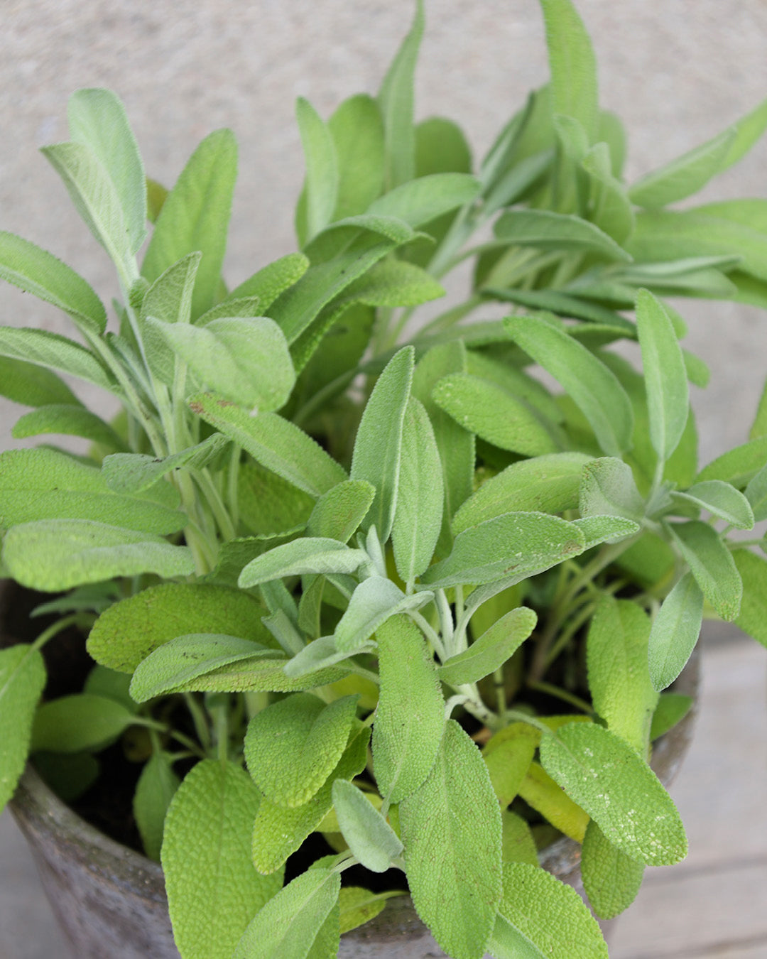 Salbeipflanze aus Saatgut der Gartenzauber-Saatgutserie