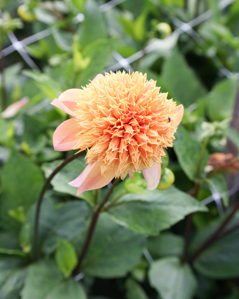 Eine Dahlienblüte der Sorte Sandia Brocade im Beet.