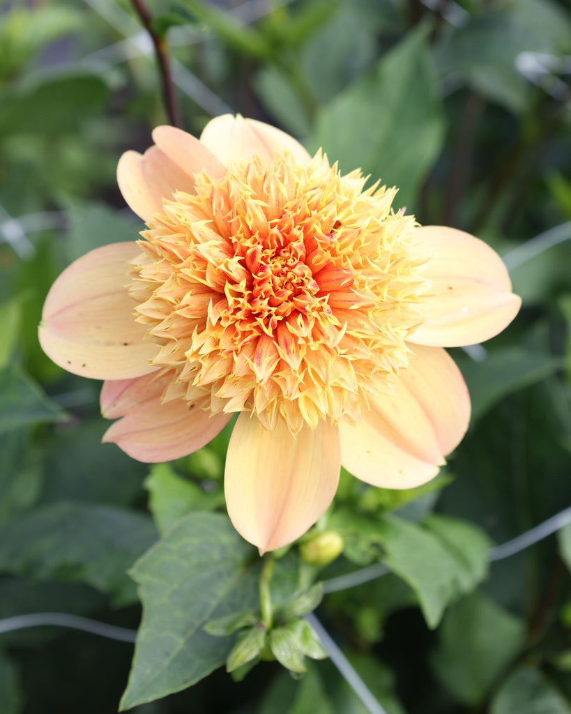 Eine Dahlienblüte der Sorte Sandia Brocade im Beet.
