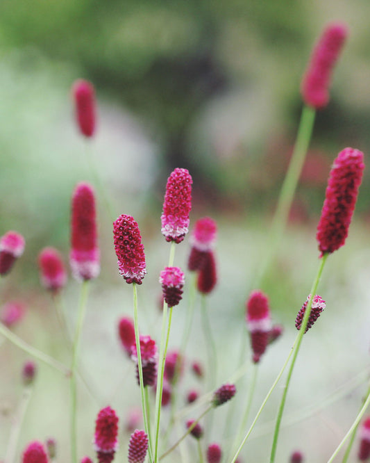 Mehrere Blütenstände des Großen Wiesenknopfs (Sanguisorba officinalis) mit schlanken, zylindrischen Formen in Rubin- bis Purpurrot blühend im Gartenbeet.