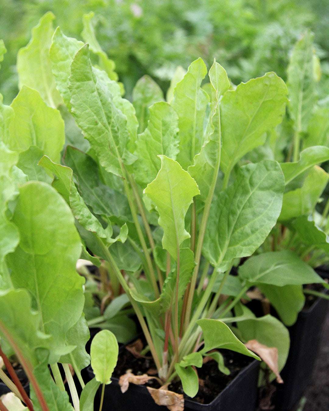 Sorrel 'Kulutrsauerampfer' – Rumex acetosa