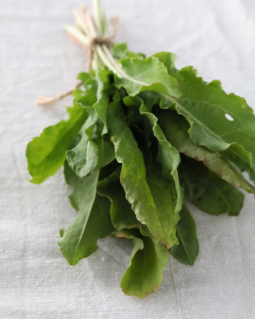 Sauerampfer 'Kulutrsauerampfer' – Rumex acetosa