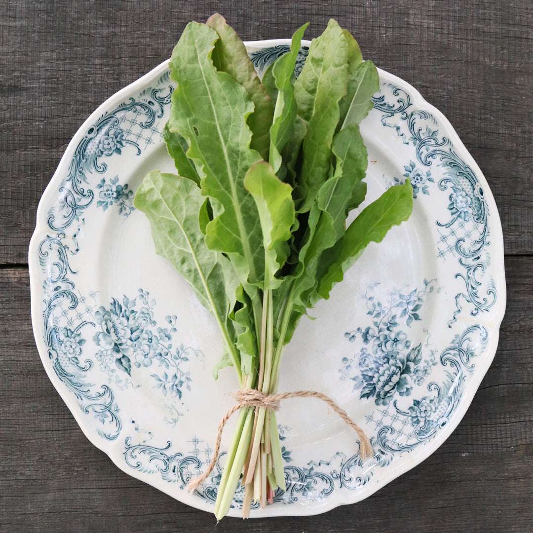 Sorrel 'Kulutrsauerampfer' – Rumex acetosa