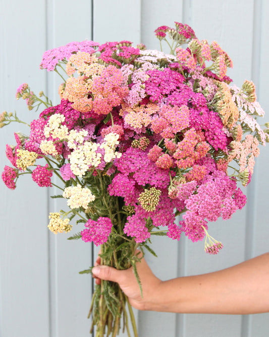 Mehrere blühende Dolden der Schafgarbe (Achillea millefolium ‘Summer Pastels’) in sanften Pastellfarben, umgeben von feinem, filigranem Laub als Strauß gehalten.