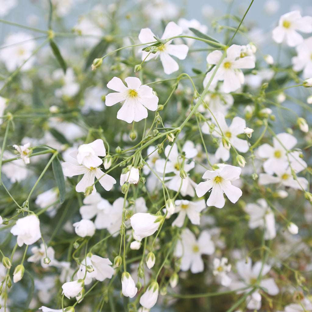 Gypsophila - Gypsophila elegans 'Covent Garden'