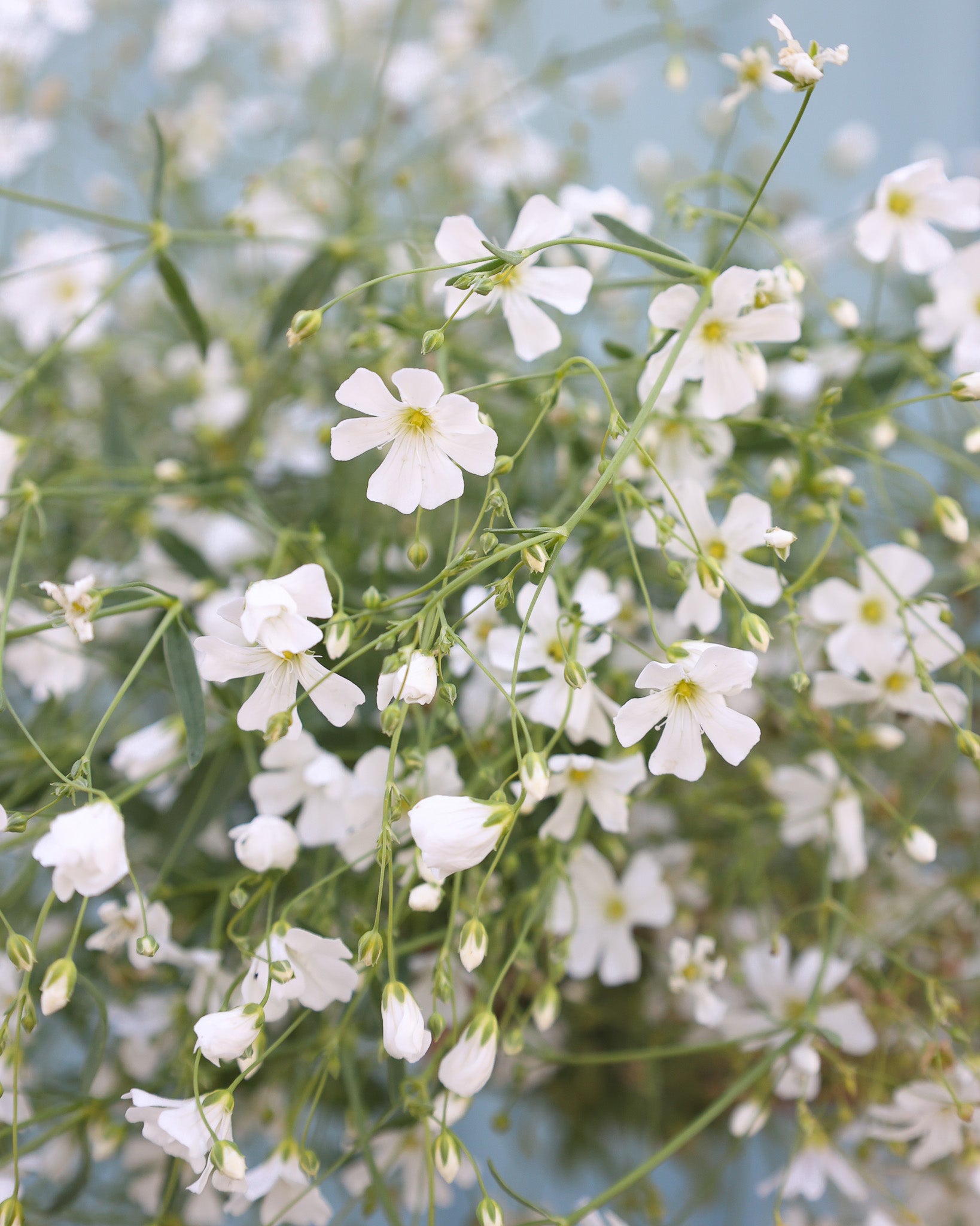 Zarte, weiße Blüten des Schleierkrauts ‚Covent Garden‘ in lockerer, wolkenartiger Wuchsform.