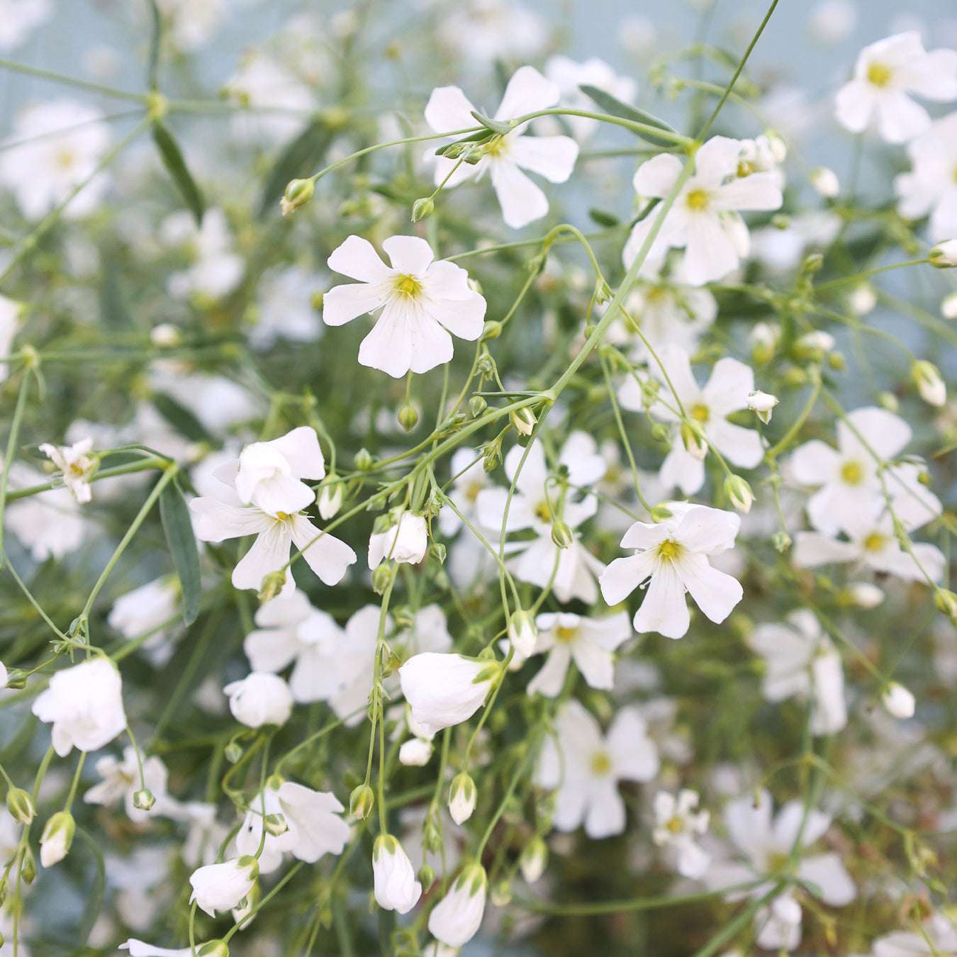  Blume Schleierkraut Gypsophila elegans 'Covent Garden' aus der Gartenzauber-Saatgutserie