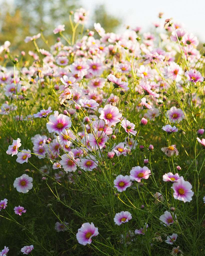 Decorative basket - Cosmos bipinnatus 'Daydream'