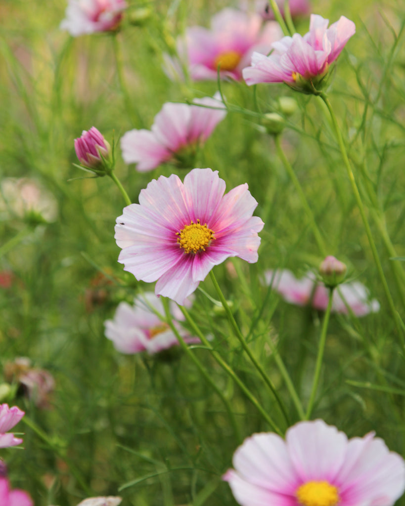 Zart rosafarbene Blüten des Schmuckkörbchens ‚Daydream‘ mit feinem, filigranem Laub.