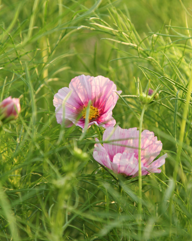 Decorative basket - Cosmos bipinnatus 'Daydream'