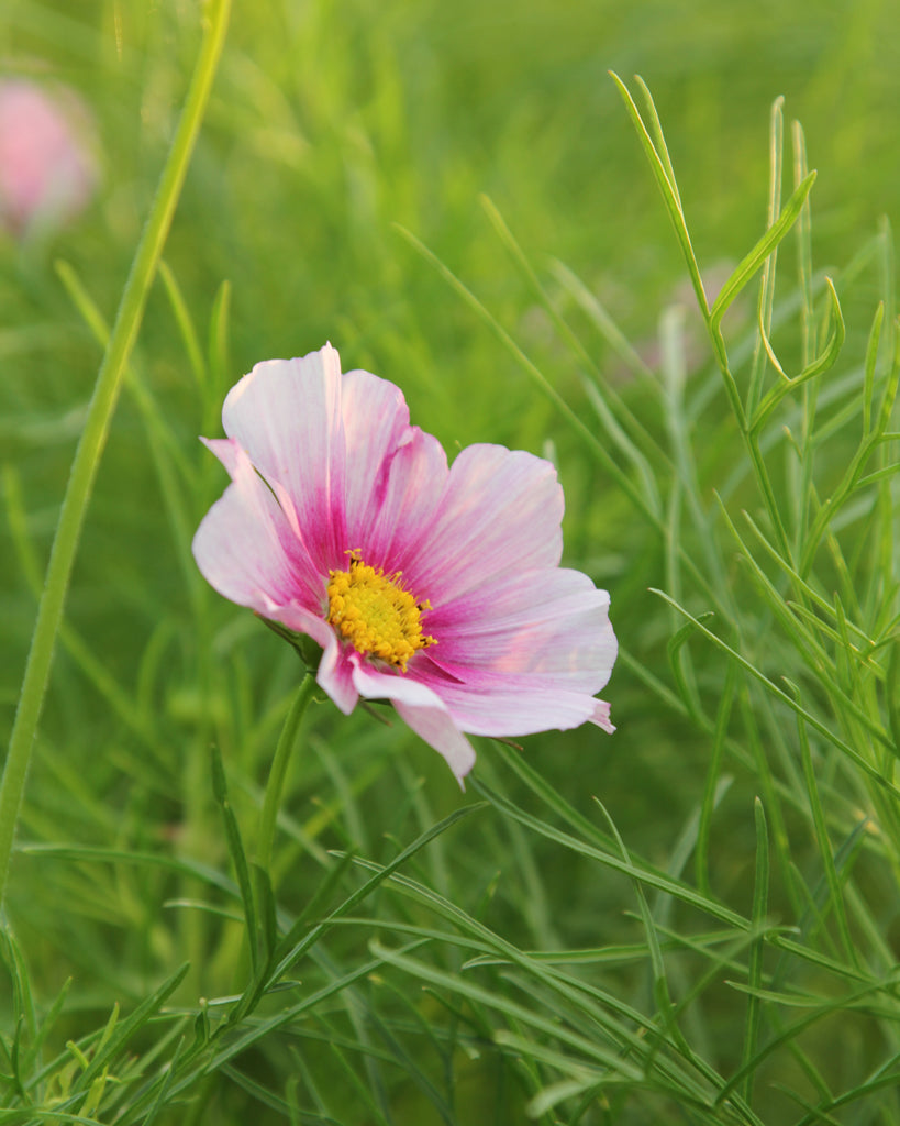 Decorative basket - Cosmos bipinnatus 'Daydream'