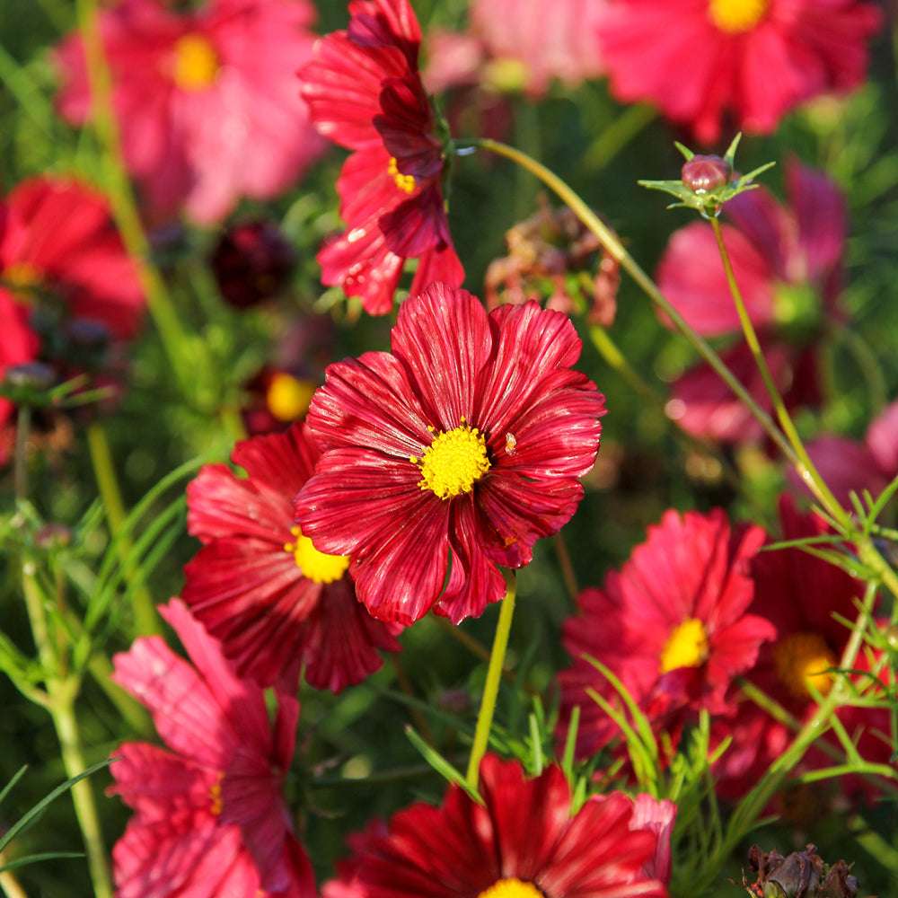 Bluehende Pflanze Schmuckkoerbchen - Cosmos bipinnatus `Rubenza` aus der Gartenzauber-Saatgutserie
