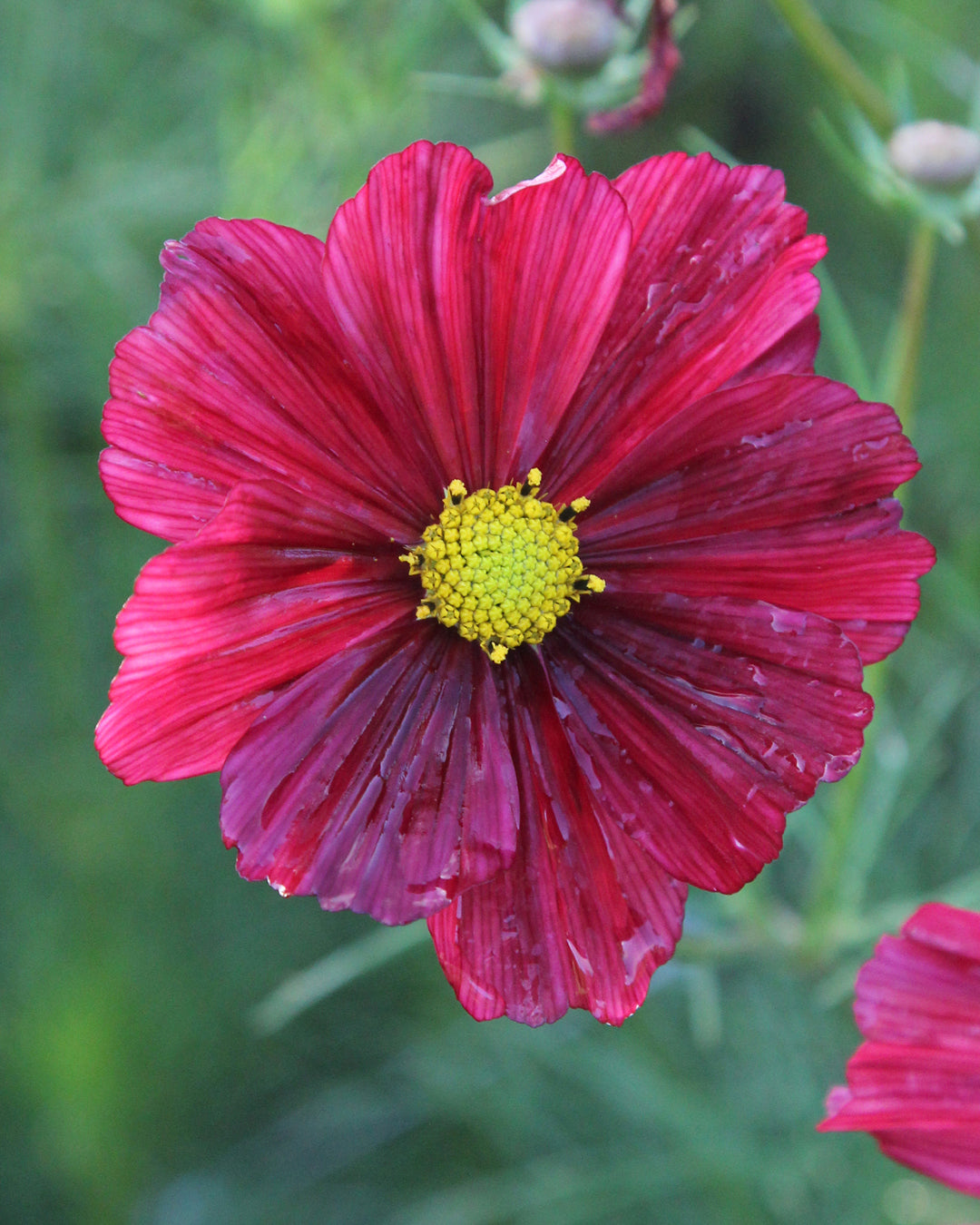 Bluehende Pflanze Schmuckkoerbchen - Cosmos bipinnatus `Rubenza` aus der Gartenzauber-Saatgutserie