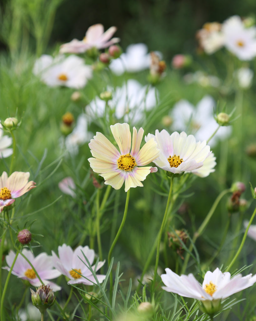 Blühende Pflanze der Schmuckkörbchen Kiiro
