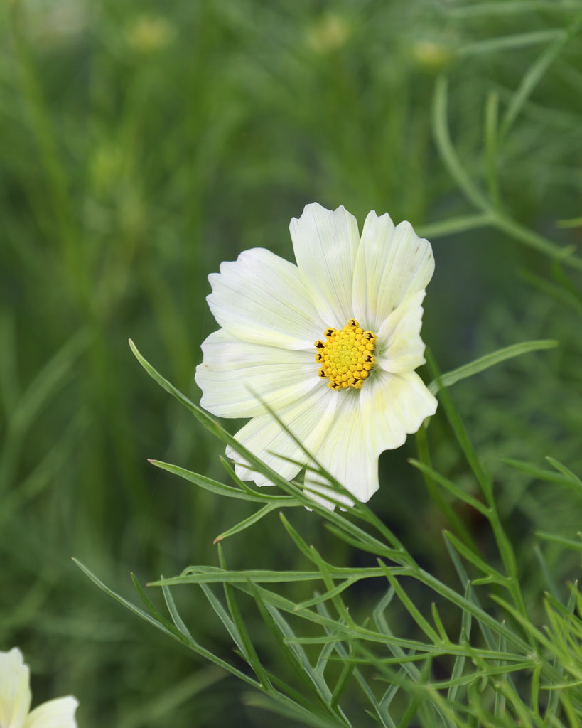 Blühende Pflanze der Schmuckkörbchen Kiiro, Blüte in Nahaufnahme