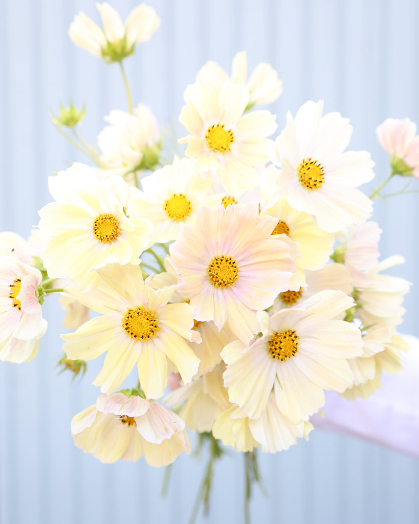 Zart creme- bis hellgelbe Blüten des Schmuckkörbchens ‚Kiiro‘ mit filigranem Laub.