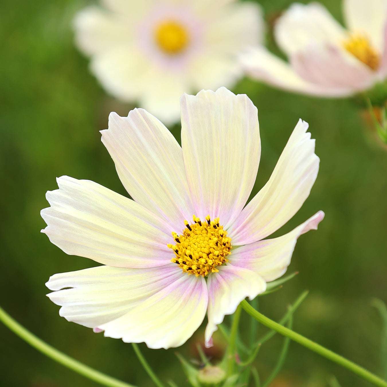 Decorative basket - Cosmos bipinnatus 'Apricot Lemonade' 
