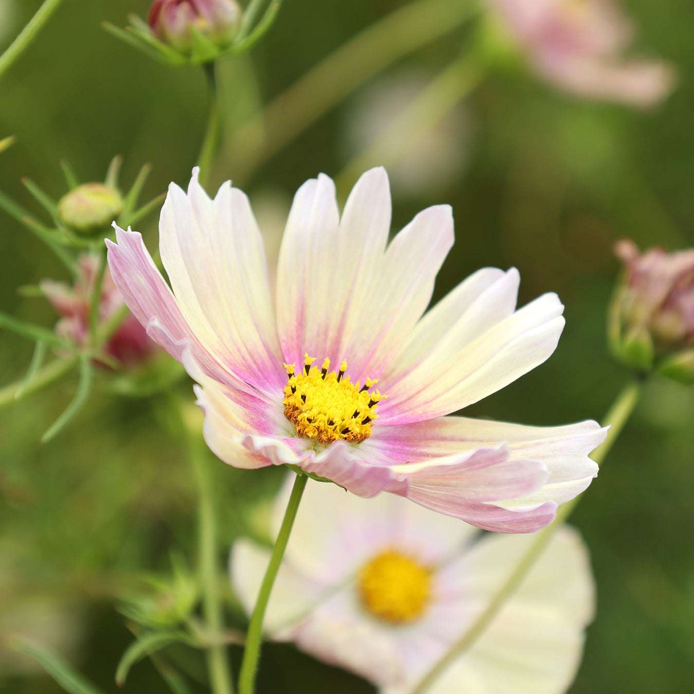 Decorative basket - Cosmos bipinnatus 'Apricot Lemonade' 