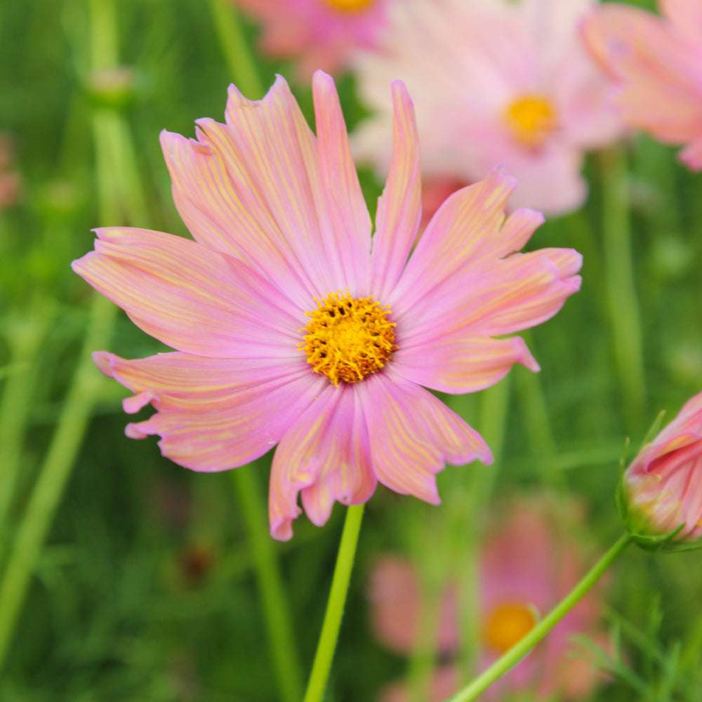 Bluehende Pflanze Schmuckkoerbchen - Cosmos bipinnatus `Apricotta` aus der Gartenzauber-Saatgutserie