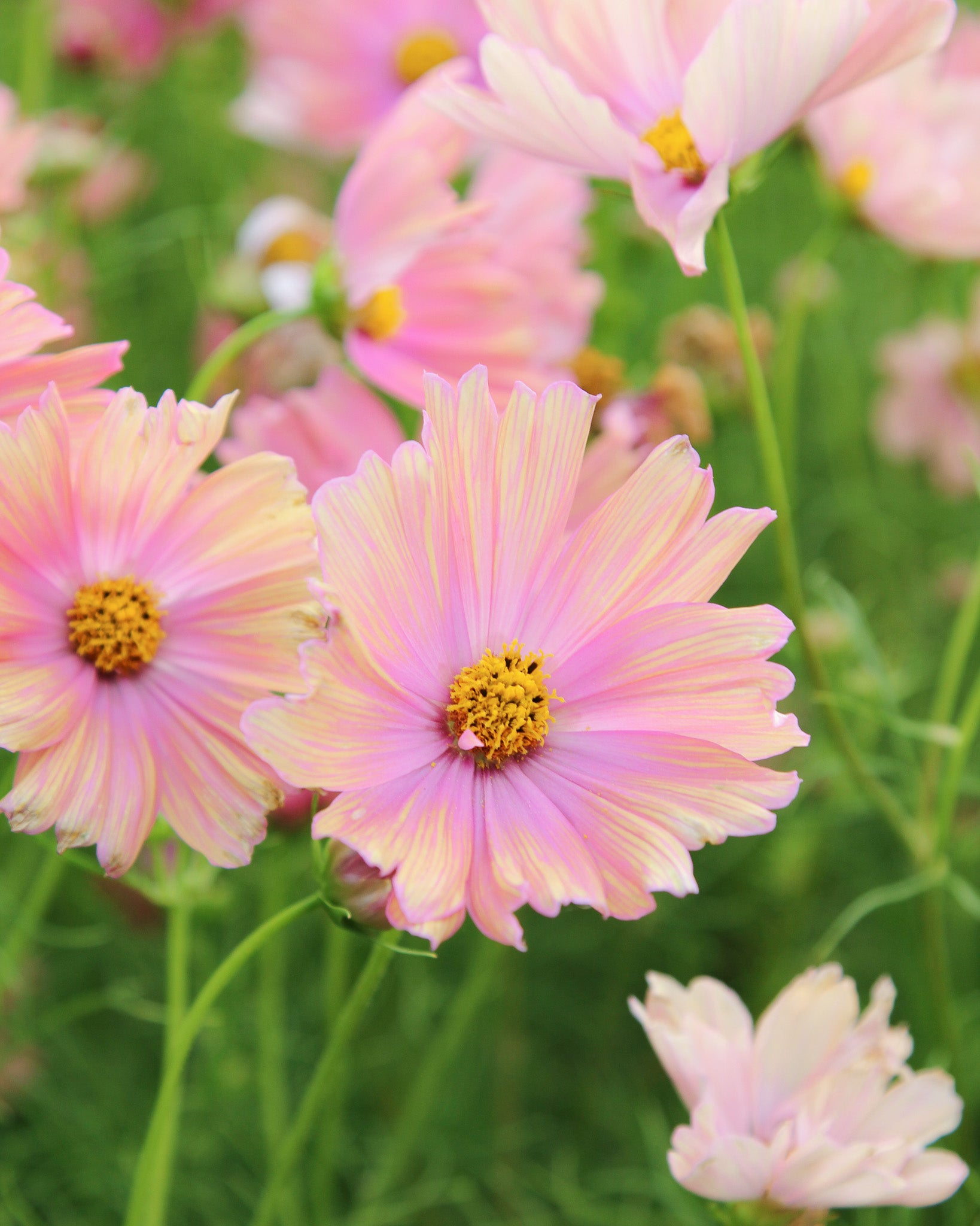 Zart apricotfarbene Blüten des Schmuckkörbchens ‚Apricotta‘ mit feinem, filigranem Laub.