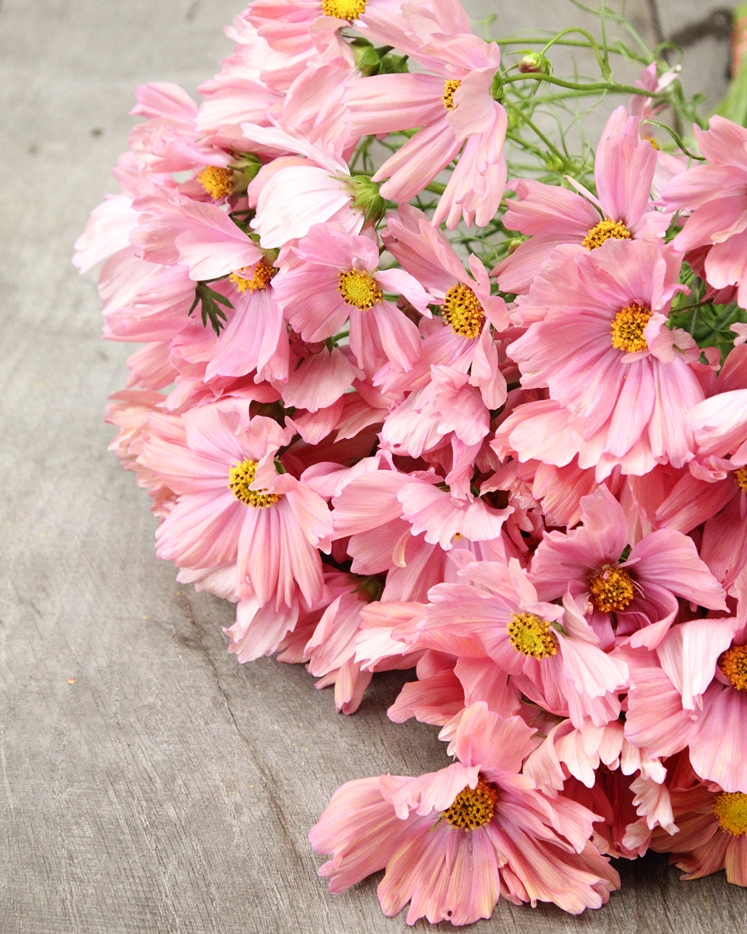 Bluehende Pflanze Schmuckkoerbchen - Cosmos bipinnatus `Apricotta` aus der Gartenzauber-Saatgutserie