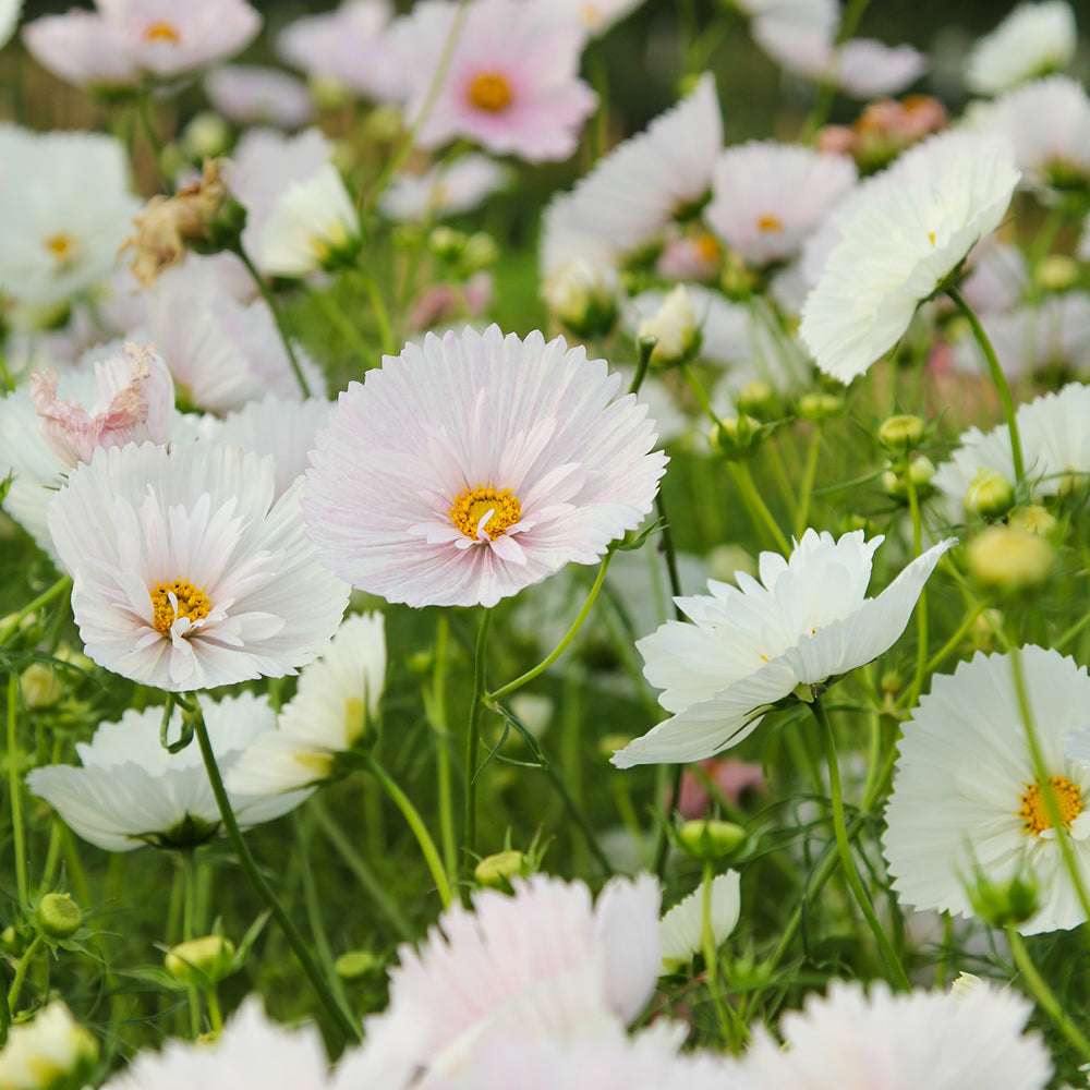 Bluehende Pflanze Schmuckkoerbchen - Cosmos bipinnatus `Cupcakes Blush`aus der Gartenzauber-Saatgutserie