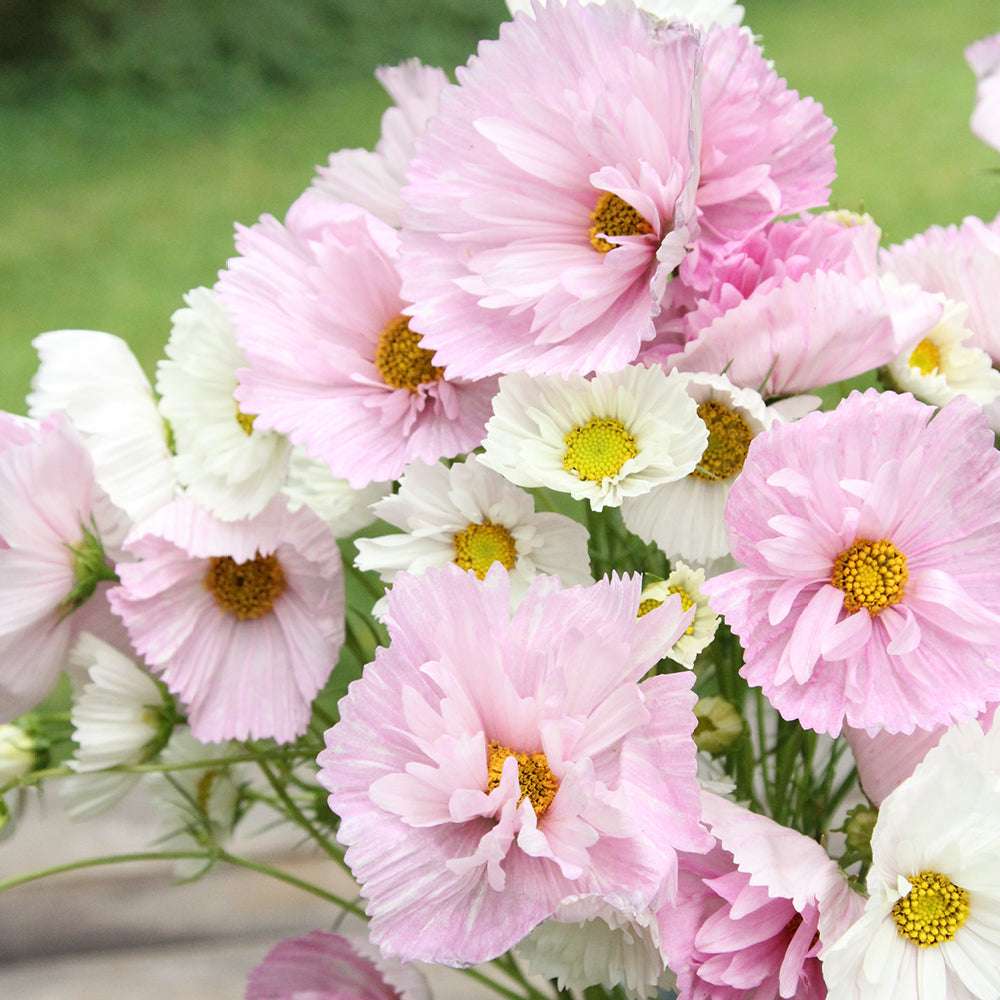 Bluehende Pflanze Schmuckkoerbchen - Cosmos bipinnatus `Cupcakes Blush`aus der Gartenzauber-Saatgutserie