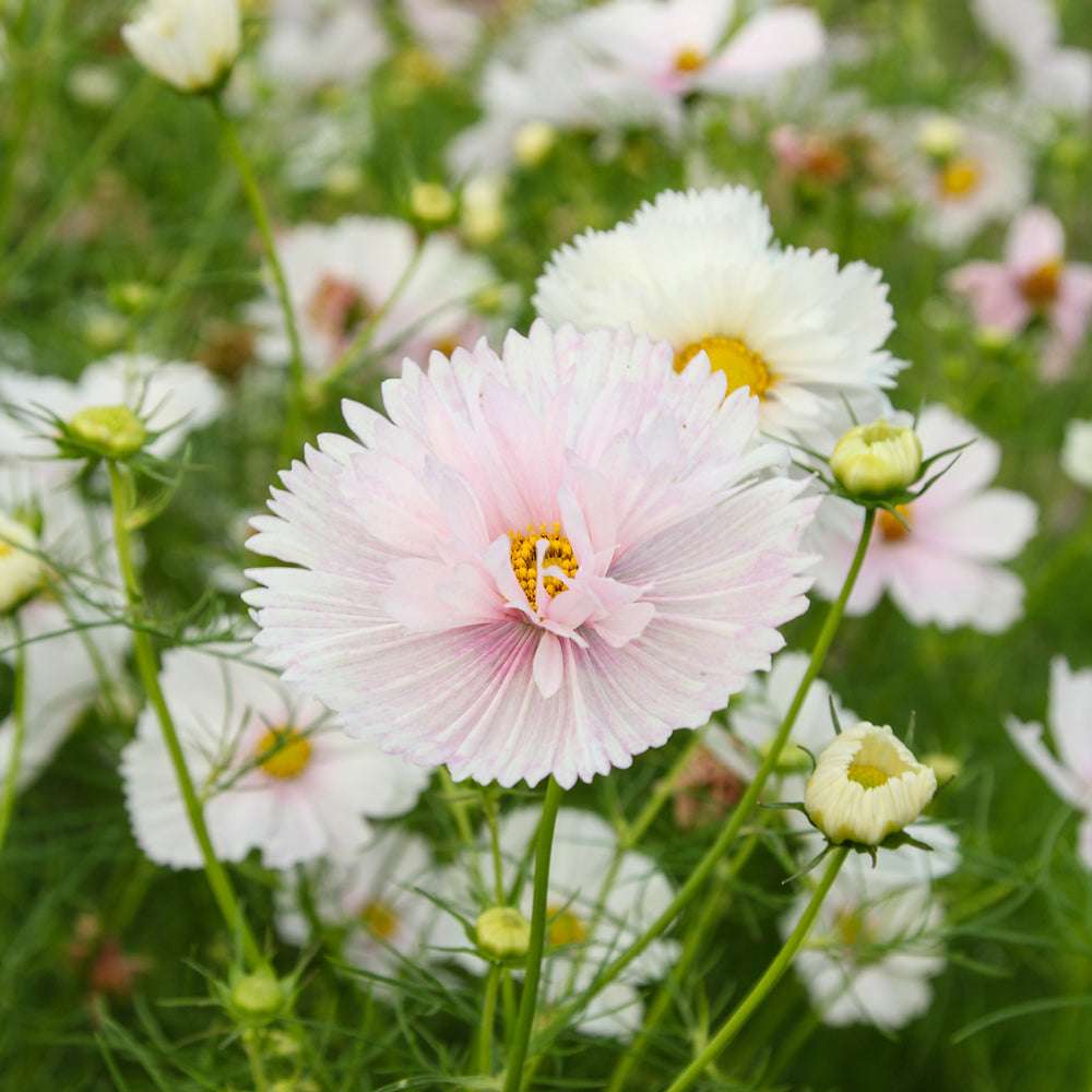 Bluehende Pflanze Schmuckkoerbchen - Cosmos bipinnatus `Cupcakes Blush`aus der Gartenzauber-Saatgutserie
