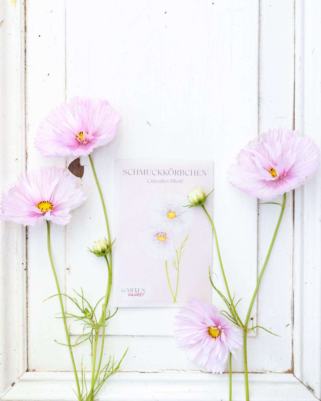 Decorative basket - Cosmos bipinnatus 'Cupcakes Blush'
