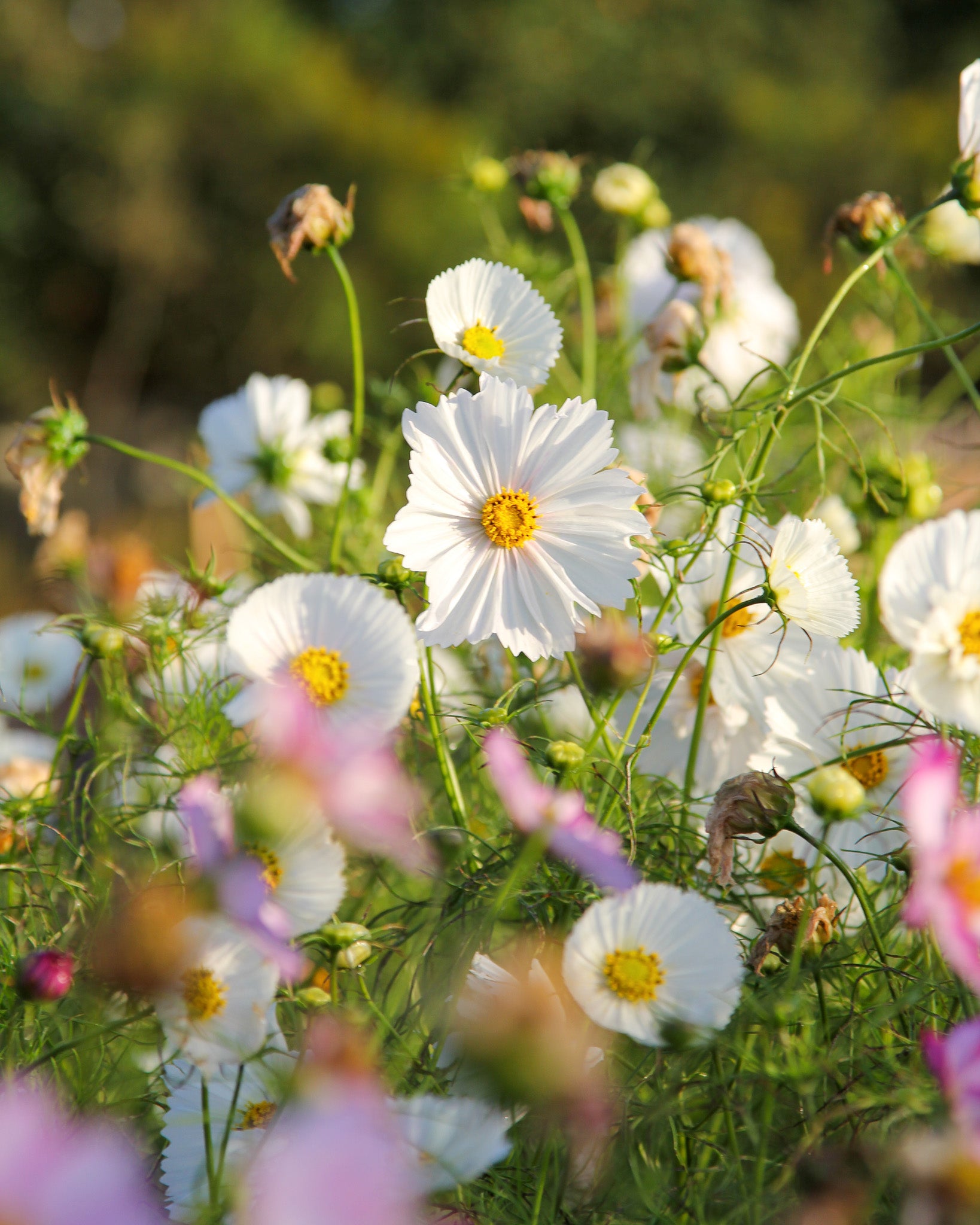 Weiße Blüten des Schmuckkörbchens ‚Cupcakes White‘ mit filigranem Laub.