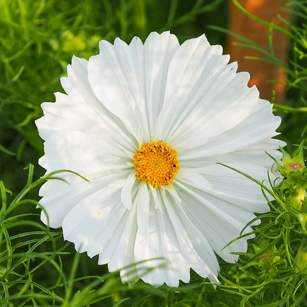 Bluehende Pflanze Schmuckkoerbchen - Cosmos bipinnatus `Cupcakes White` aus der Gartenzauber-Saatgutserie