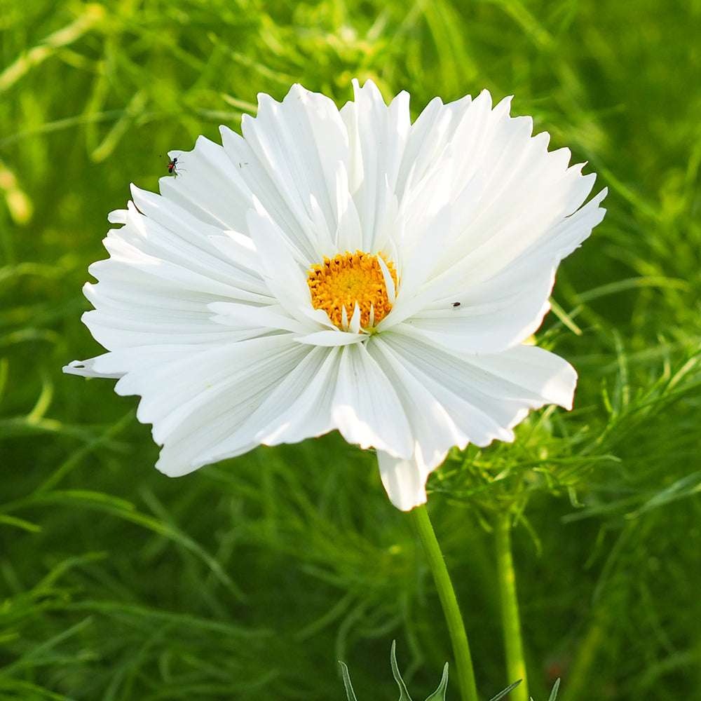Bluehende Pflanze Schmuckkoerbchen - Cosmos bipinnatus `Cupcakes White` aus der Gartenzauber-Saatgutserie