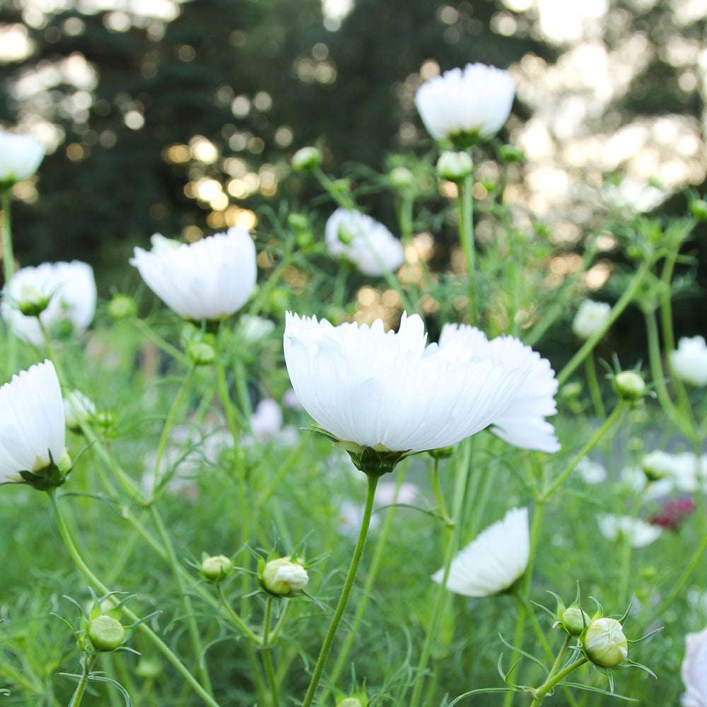 Bluehende Pflanze Schmuckkoerbchen - Cosmos bipinnatus `Cupcakes White` aus der Gartenzauber-Saatgutserie