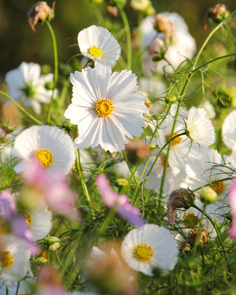 Bluehende Pflanze Schmuckkoerbchen - Cosmos bipinnatus `Cupcakes White` aus der Gartenzauber-Saatgutserie
