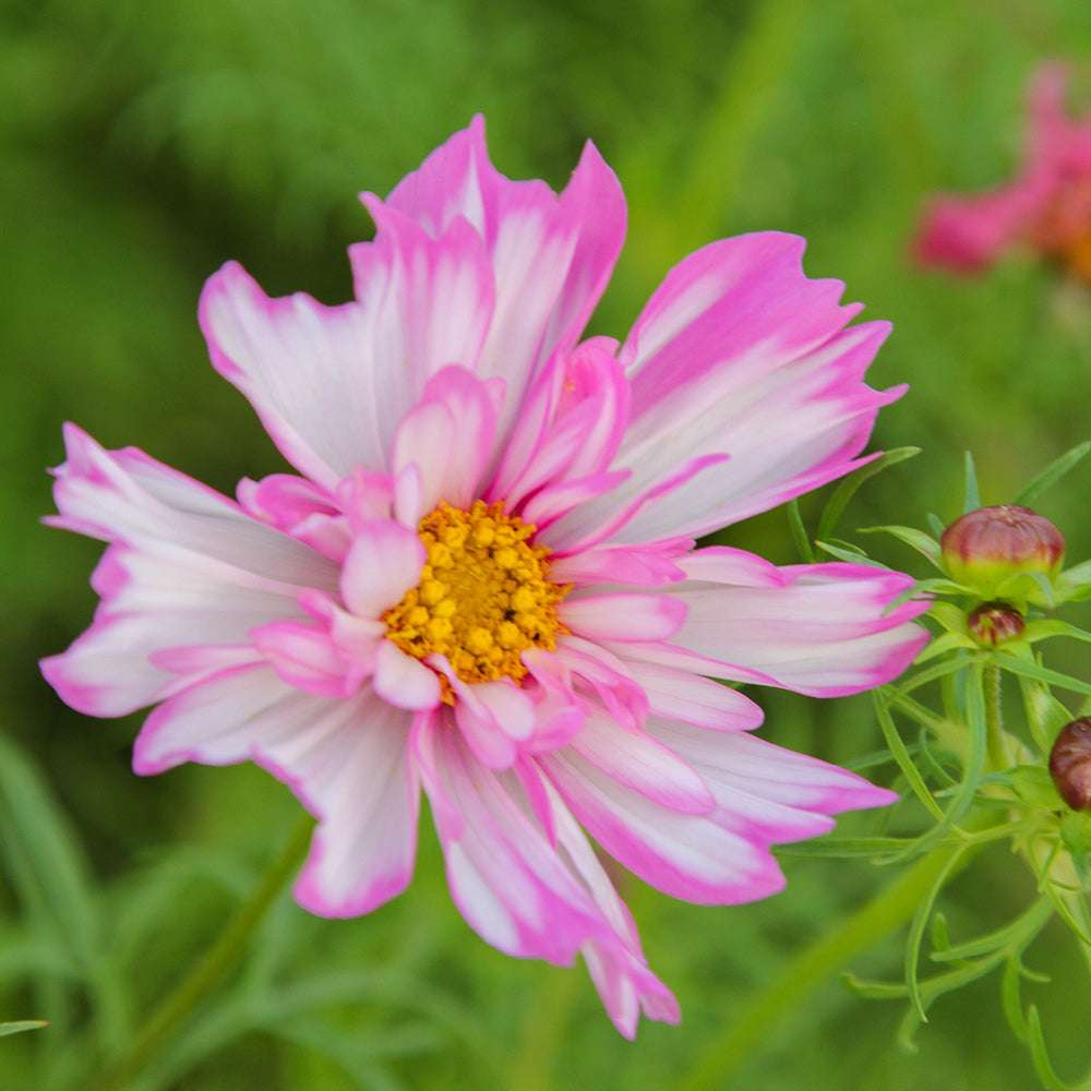 Bluehende Pflanze Schmuckkoerbchen - Cosmos bipinnatus `Double Click Bicolor Pink` aus der Gartenzauber-Saatgutserie