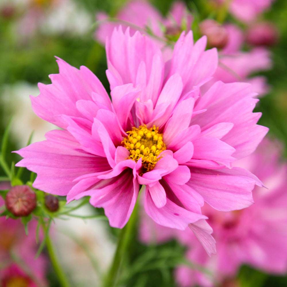 Bluehende Pflanze Schmuckkoerbchen - Cosmos bipinnatus `Double Click Bicolor Pink` aus der Gartenzauber-Saatgutserie