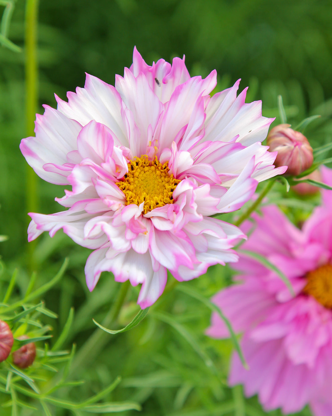 Bluehende Pflanze Schmuckkoerbchen - Cosmos bipinnatus `Double Click Bicolor Pink` aus der Gartenzauber-Saatgutserie