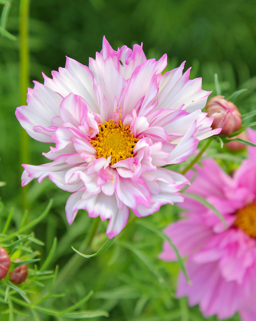 Bluehende Pflanze Schmuckkoerbchen - Cosmos bipinnatus `Double Click Bicolor Pink` aus der Gartenzauber-Saatgutserie
