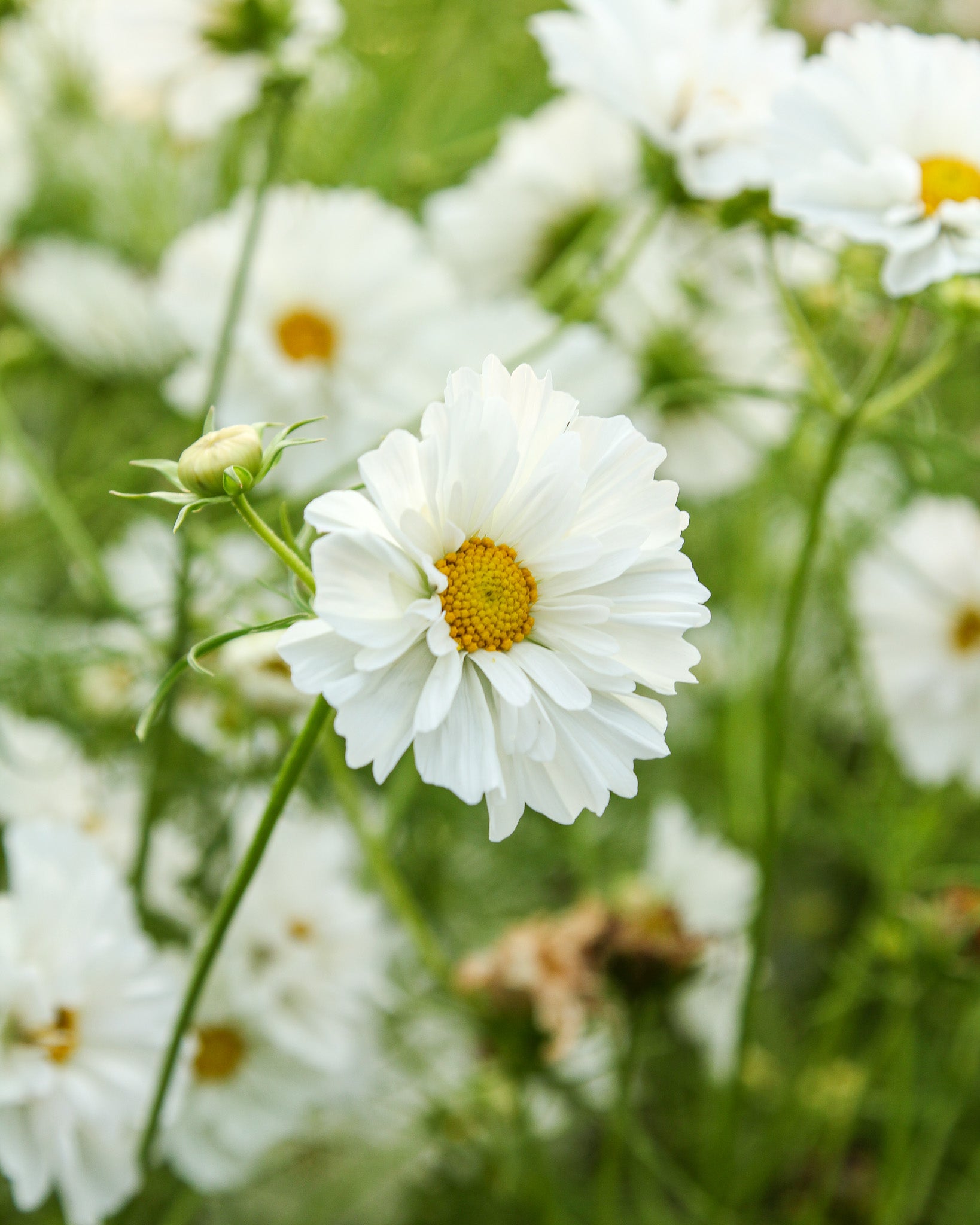 Weiße, leicht gefüllte Blüten des Schmuckkörbchens ‚Fizzy White‘ mit filigranem Laub, beliebt bei Insekten.