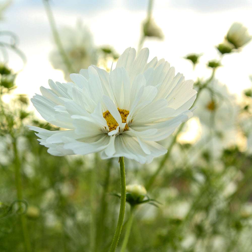 Bluehende Pflanze Schmuckkoerbchen - Cosmos bipinnatus `Fizzy White` aus der Gartenzauber-Saatgutserie