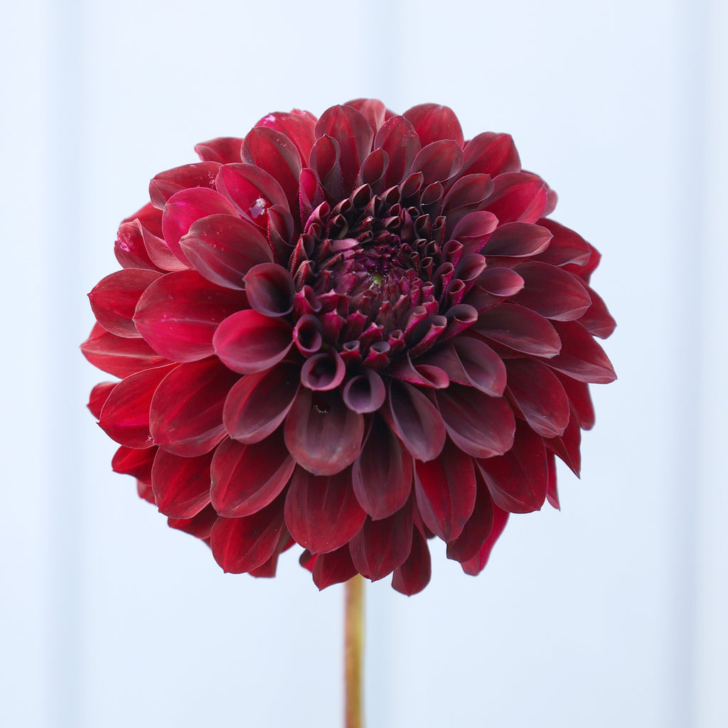 Dahlia Shadow Cat