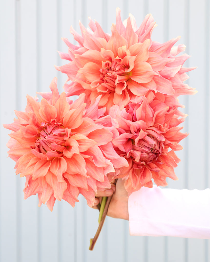 Drei Dahlienblueten der Sorte Sierra Glow vor einem hellblauen Hintergrund.