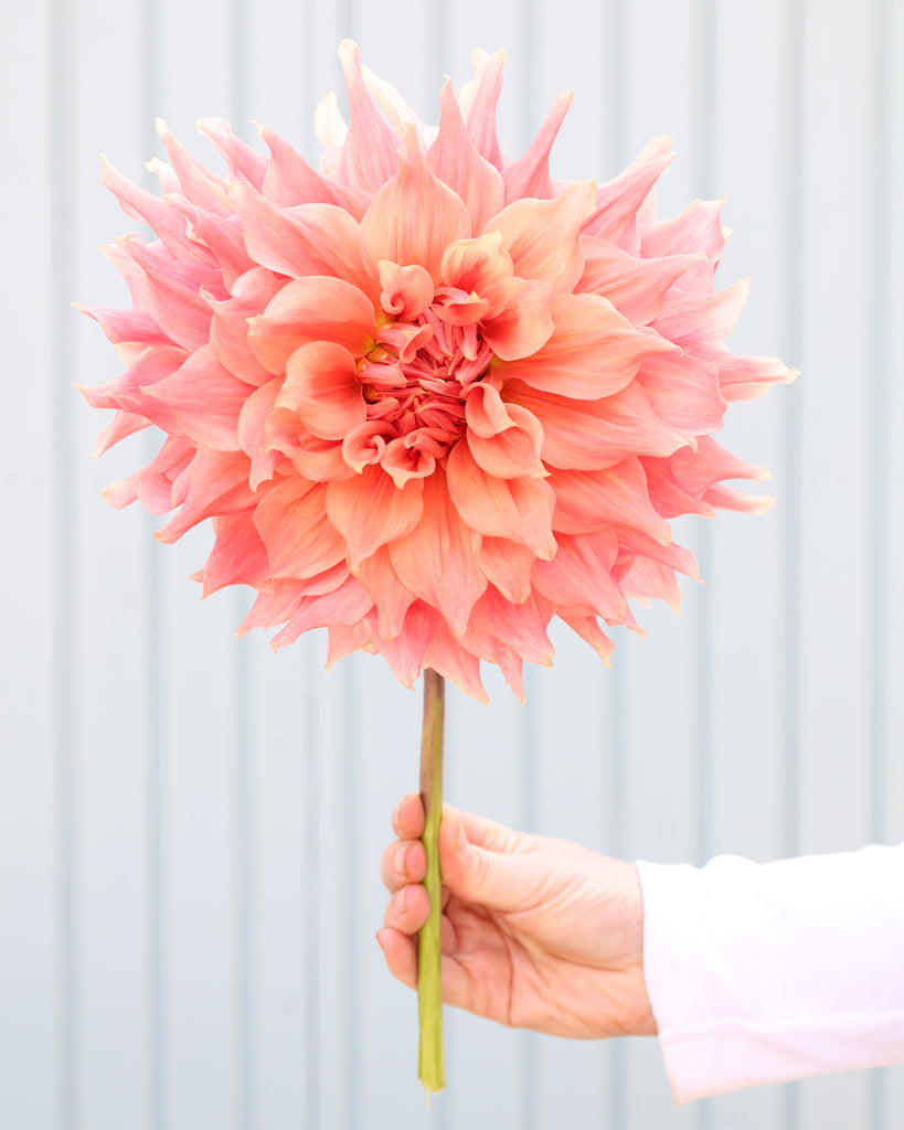 Eine Dahlienbluete der Sorte Sierra Glow vor einem hellblauen Hintergrund.